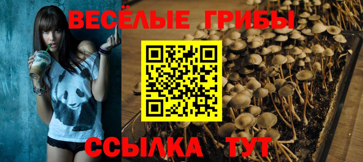 Псилоцибиновые грибы Psilocybine cubensis  закладка  Гай  Вход с VPN 